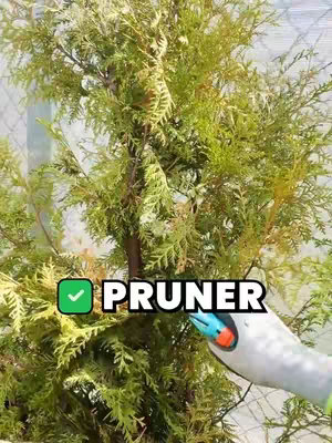 The image shows a close-up of a green, leafy plant being pruned. A pair of pruning shears with a blue and orange handle is in the lower right corner, cutting a branch. A text overlay that says "PRUNER" is in the foreground. The background appears to be a partially visible structure.