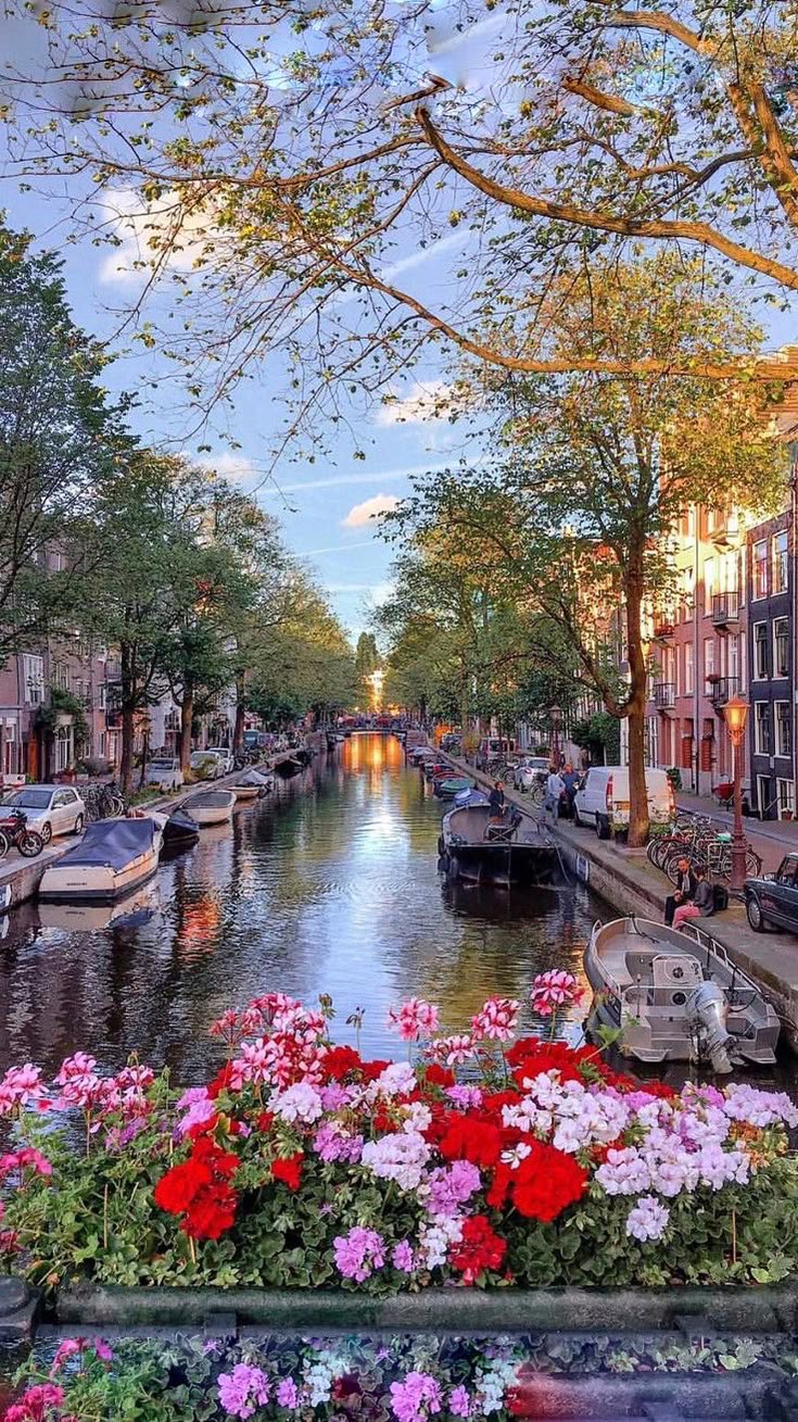 A picturesque view of a canal in Amsterdam at sunset. The water reflects the buildings and trees lining the canal. In the foreground, there are red and pink flowers adding a splash of color. Boats are docked along the canal, and people are visible, suggesting a lively atmosphere.