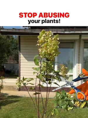 The image shows a garden scene with a house in the background. In the foreground, a plant is being trimmed with scissors wielded by someone wearing orange gloves. A red banner with white text at the top of the image says 'STOP ABUSING your plants!'