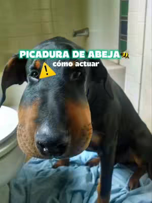 Pet Care