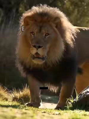 A majestic lion stands in a lush, natural setting, framed with a medium shot. The lion, with a full, golden mane, is the central focus. The background consists of green vegetation and hints of sunlight.