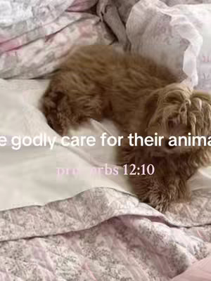 A brown dog is lying on a bed covered with a white floral patterned blanket and a white blanket. The dog is in the center of the image and has a fluffy appearance. Text is overlaid on the image, aligned at the bottom.
