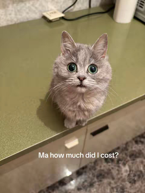 A close-up shot of a grey cat with big, expressive green eyes. The cat is positioned in the center of the frame, sitting on a light green countertop. Below, a white cabinet is partially visible. The overall composition is simple, with the focus entirely on the cat.