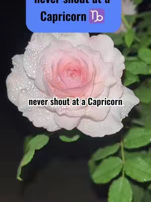 A close-up photograph showcasing a fully bloomed rose. The rose is light pink at the center, transitioning to a paler, almost white hue at the tips of the petals. Water droplets cling to the petals, enhancing the delicate texture. The background is dark, and green leaves provide a contrasting backdrop.