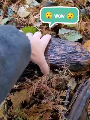 A hand reaches toward a camouflaged geocache hidden amongst fallen leaves and twigs in a forest setting. A speech bubble above says 'WOW' with surprised emojis.