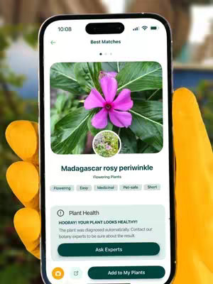 A smartphone displaying the Plantum app. The screen shows a close-up photo of a pink flower with a green background, with the text: "Madagascar rosy periwinkle". The phone is held by a hand with yellow skin.