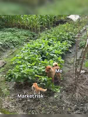 An outdoor shot features a garden scene presented at eye-level. The foreground displays dark, wet soil, potentially a cultivated plot. The central focus is on multiple rows of large, leafy plants, suggesting either a crop or a well-maintained garden. Two dogs are present: one appears to be a tan-colored Shiba Inu, possibly standing by a slightly reddish-brown dog farther back. Text overlays on the image label the dogs and relate them to concepts like 'market risk' and 'me'. The background features tall, green plants that form a dense edge, giving depth to the scene.