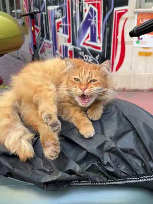 An orange cat with an open mouth, lying on a black surface with a colorful graffiti background.
