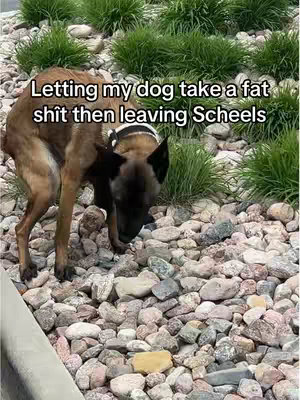A dog, primarily brown with black accents, is positioned on a surface of small, multicolored rocks. The dog is mid-action, with its rear end slightly raised as if in the process of defecating. Behind the dog, there are patches of green grass and vegetation. Above, text is overlaid on the image.