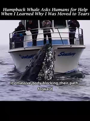 The cover image shows a close-up of a humpback whale's head emerging from the water in front of a boat. Several people are on the boat, appearing to be observing or interacting with the whale. Text overlays at the top and bottom further explain the scene, with the whale seeming to be interacting with humans.