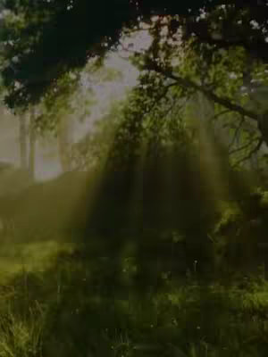 The cover image is a verdant, sun-drenched scene of a forest. Sunlight streams through the branches, casting rays onto a grassy area below. The color palette is dominated by varying shades of green and gold, enhancing a sense of depth, clarity, and natural beauty.