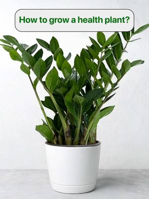 The image features a potted plant as the central focus. The plant, a ZZ plant, has lush green leaves and is set in a simple white pot. The plant sits on a neutral gray surface, against a plain white background, giving it a clean, modern aesthetic. At the top is a white rectangular box with a green text.