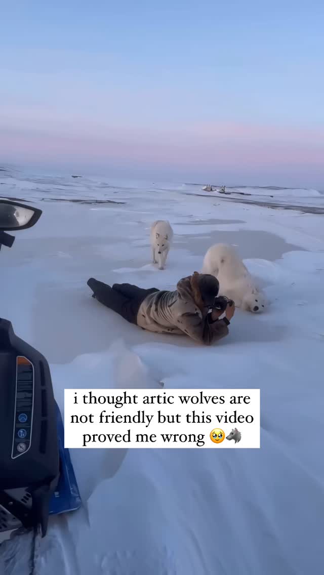 An outdoor scene where a person is lying down on a snow-covered area, appearing to take photos with two white wolves nearby. The scene is set under a gradient sky of pink and blue, with a snowmobile visible on the left side.