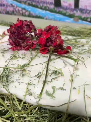 Close-up shot featuring two vibrant red flower heads with dark petals resting upon a bed of white, soft material, likely cotton or a similar substance, covered in scattered green leaves. The base is surrounded by a layer of green straw, creating a natural, organic composition. In the background, a blurred image depicts a landscape with water and purple and green foliage.