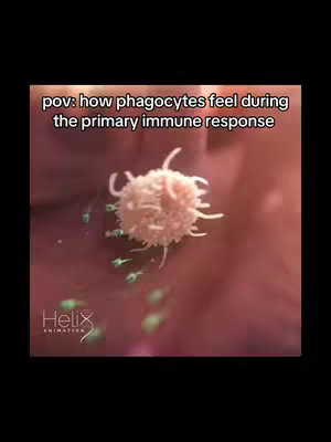 The cover image shows a close-up, 3D rendered view of an immune response. A large, white, spiky cell, presumably a phagocyte, is in the center, seemingly surrounded by smaller glowing green elements, representing invading pathogens or signals. The background is a blurred, reddish-pink, suggestive of biological tissue. Text at the top reads, 'pov: how phagocytes feel during the primary immune response,'