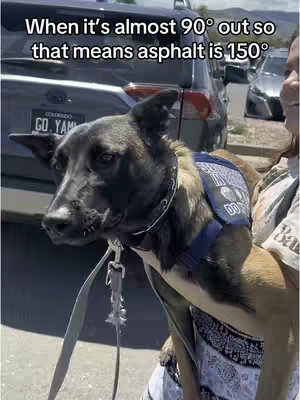 A woman is holding a dog in front of a car. The dog is wearing a blue vest. Text overlay is written on the top.
