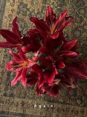 An overhead shot of a bouquet of deep red lilies against a muted, patterned background. The lilies are the focal point, with their burgundy petals fully open, revealing yellow and black centers. The backdrop is a textured surface, possibly a rug or fabric, with a mix of brown and olive-green tones. The text "Again" is added to the bottom.