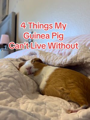 A guinea pig is laying on a bed, covered with a blanket. Text in red letters overlays the image reading, "4 Things My Guinea Pig Can't Live Without".