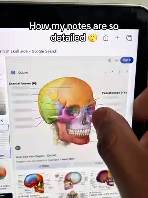 A screen recording of a tablet displaying a Google Search result showing an anatomy diagram of a human skull. The diagram is color-coded, and the user's finger is pointing at the lower part of the skull. Above the diagram is the text overlay "How my notes are so detailed".