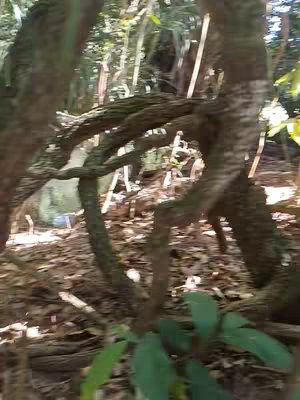 A forest scene focusing on tree branches and foliage. Twisting, textured brown branches dominate the foreground, with patches of green leaves and sunlight filtering through, creating a natural and slightly mysterious ambiance. The background is blurred, suggesting depth and a focus on the close-up details of the trees.