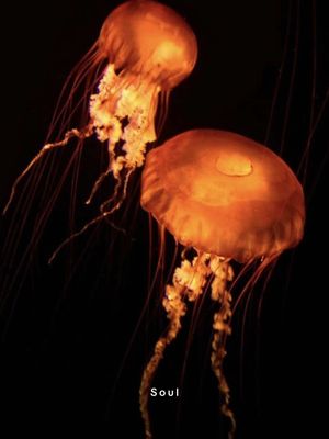 Two orange jellyfish with long, trailing tentacles are set against a black background. The jellyfish are positioned in the center, with one slightly above and to the left of the other. The lighting highlights the textured surfaces of the jellyfish, with some areas appearing more luminous than others. The tentacles of each jellyfish cascade downwards.