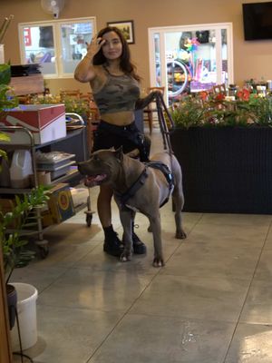 A woman in a camo top and black shorts is standing in a room, holding a dog leash. A large grey dog with a harness stands beside her. The environment appears to be inside a cafe or similar establishment, with tables and windows visible in the background. The lighting is bright, suggesting a daytime setting.