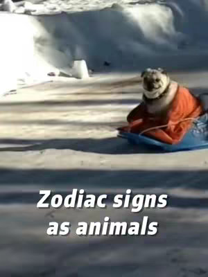 A pug wearing a red jacket on a blue sled is on a snowy surface. The text overlay reads "Zodiac signs as animals". The composition is centered, with a blurred background suggesting an outdoor winter setting.
