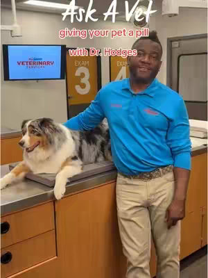 A man in a blue shirt and khaki pants stands to the right of a counter, with a dog lying on the counter. Text overlays read Ask A Vet, giving your pet a pill, and with Dr. Hodges. A screen in the background says Veterinary Services.