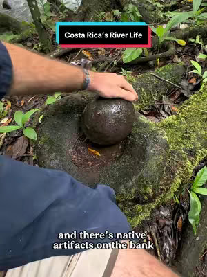 The image shows a person's arm and part of their body reaching down to touch a large, dark, round rock resting on a moss-covered stone. The scene appears to be in a lush forest, with green foliage and tree trunks visible in the background. A banner in the image says, 'Costa Rica's River Life', and text at the bottom says, 'and there's native artifacts on the bank.'