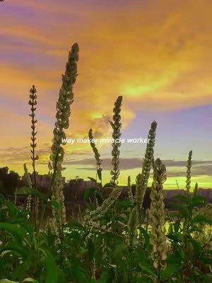 The cover image showcases a vibrant sunset landscape. Tall, slender plants with seed heads dominate the foreground, their greens and light browns contrasting with the background. The sky transitions from a deep orange at the horizon to lighter shades of yellow and purple higher up, with soft cloud formations. Silhouetted buildings and trees add depth to the scene. The image has a soft, natural lighting, and the composition is vertically oriented, which highlights the plants against the dynamic sky.