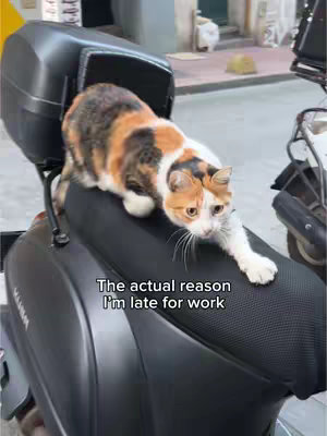 A calico cat is sprawled across a black scooter seat and a large black storage case is behind it. The scooter is parked on the side of a street with buildings in the background.