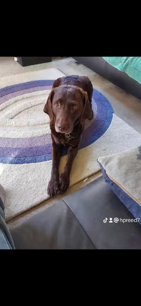 A low-angle shot features a brown dog lying on a cream and multicolored rug. The dog is facing the camera, with its head and chest visible. The background includes a gray couch, the floor, and a portion of a blue-green blanket. The photo is framed indoors.
