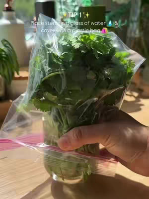 A close-up shot shows a hand holding a glass with coriander stems inside, covered by a clear plastic bag. The bag is sealed with a pink zipper, and the scene is set on a light-colored wooden surface, likely a table. The background includes hints of plants and natural lighting, suggesting a sunny indoor setting.