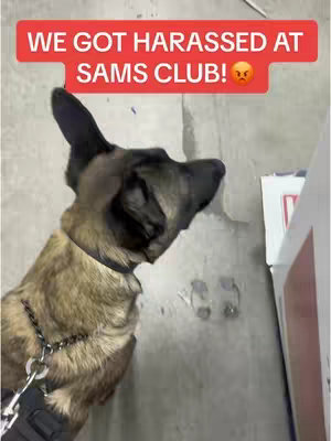The cover image shows a medium shot of a dog, a Belgian Malinois, looking to the left. The dog is wearing a collar and a leash. The background shows a concrete-like surface with some greyish-white elements, and a part of a shopping store is visible on the right. The text overlay has a red background and white text, and it says, 'WE GOT HARASSED AT SAMS CLUB!'.