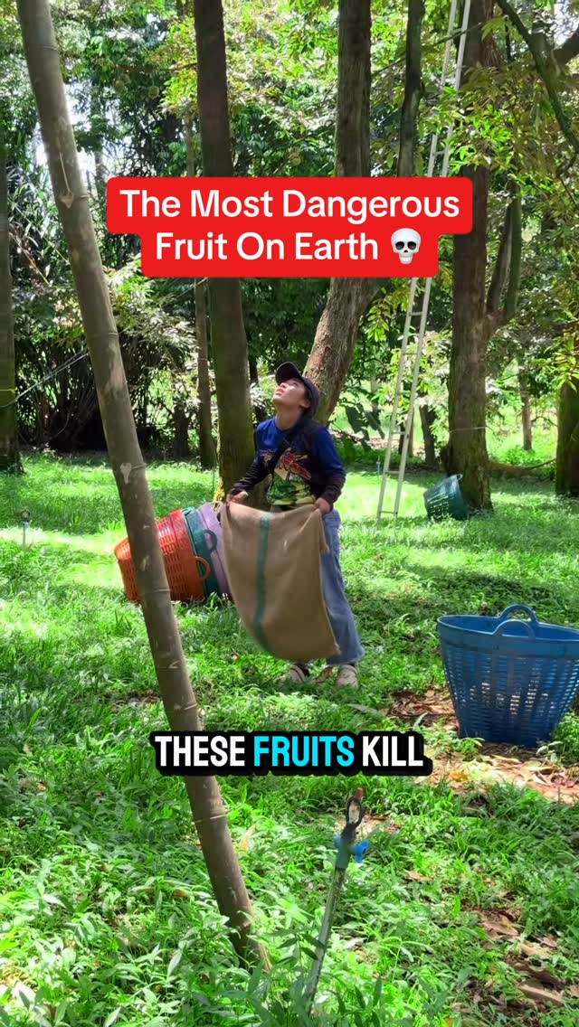 The image shows a woman in a forest catching a falling object, likely fruit, with a burlap sack. Text overlays read 'The Most Dangerous Fruit on Earth' and 'THESE FRUITS KILL'. The woman wears a baseball cap, a blue shirt and jeans.