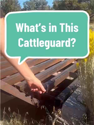A hand is reaching for a black object in a metal cattleguard. The cattleguard is brown and weathered. A speech bubble with white text reading 'What's in this cattleguard?' is overlaid, against a teal background. The background includes dried grass, trees and yellow-green flowers.