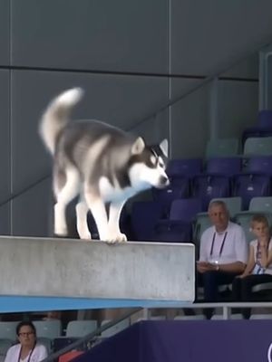 Animal transition