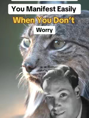 The cover image features a close-up of a cat's face blended with a black and white photograph of a man. The man is positioned at the bottom, and a text overlay with a white background reads 'You Manifest Easily When You Don't Worry'. The overall composition blends these two elements, creating a visually striking image.