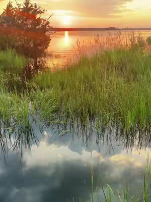 A serene landscape photo features a sunset over a body of water. The sky is a blend of warm oranges and yellows, reflecting on the water's surface and creating a mirror-like effect. Tall grasses and reeds frame the foreground, with their silhouettes adding texture and depth to the scene. The overall composition evokes a sense of tranquility and natural beauty.