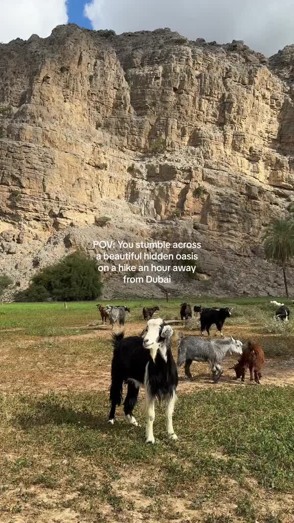 A scenic shot of a mountainous landscape with a serene oasis. In the foreground, several goats graze on grass. The background features a towering, textured rock formation and a clear blue sky with wisps of clouds.