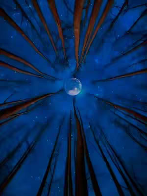 An upward view of a forest at night, framed to converge towards the center. The sky is a deep blue, filled with numerous small white stars. Tall, slender trees with reddish-brown trunks extend upwards, their branches forming a radial pattern that draws the eye towards the center of the frame. In the middle, a round, bright moon or a similar luminous object is visible, adding a focal point to the composition. The contrast between the dark trees and the bright sky creates a sense of depth and the image has a strong, symmetrical composition.