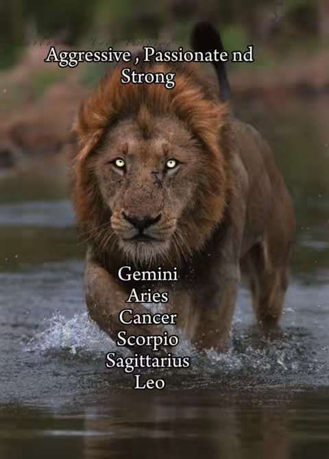 A majestic lion is wading through water towards the viewer. Text overlays read "Aggressive, Passionate nd Strong" at the top and a list of zodiac signs below the waterline, including Gemini, Aries, Cancer, Scorpio, Sagittarius, and Leo.