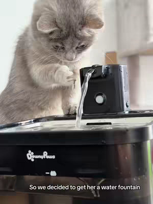 A cat is looking down at a water fountain with water flowing from it. The brand name 
'DownyPaws' is visible