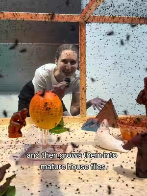 The cover image shows a table with various sculptural objects, including a central orange sphere and dark brown objects. A woman stands behind the table, holding a microphone in her hand, with flies in mid-air. There's a wooden structure in the background that helps contain the flies. Text overlaid near the bottom of the image says 'and then grows them into mature house flies.'
