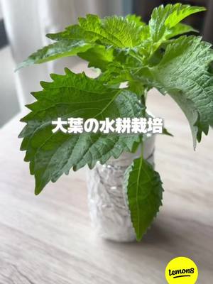 The image shows fresh green shiso or perilla leaves in a clear glass container wrapped in aluminum foil. The leaves emerge from the container, which sits on a light-colored wooden surface. Text overlays in Japanese state that the content is about hydroponic shiso cultivation.