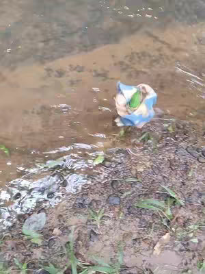 The image shows a small, crumpled blue and white item, possibly a piece of cloth or a bag, positioned in shallow, murky water. The water's surface reflects the environment subtly, with some blurred hints of the surroundings. The mud and small plants create a natural, earthy foreground.