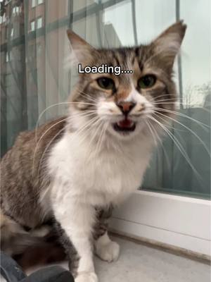 A close-up shot of a fluffy, multi-colored cat. The cat has a white chest and paws with brown and grey on its back and head. It is positioned in front of a window with an apparent outdoor view. Overlayed text reads 'Loading....'