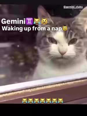 The image is a meme featuring a cat with a grumpy expression. The cat is looking directly at the viewer, seemingly unimpressed. Text overlays in a casual font read "Gemini Waking up from a nap".  The overall composition is simple, with a focus on the humorous expression of the cat.