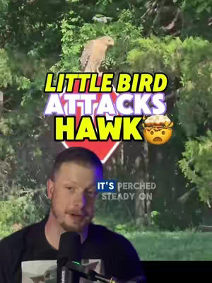 Cover image features a man in front of a green background and a stop sign, while a hawk and a small bird are present in the background. Text overlays include "LITTLE BIRD ATTACKS HAWK" and "IT'S PERCHED STEADY ON". The overall composition has a nature/wildlife theme.