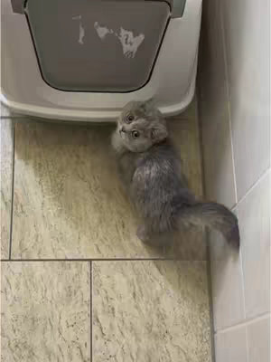 A top-down shot features a gray and white kitten looking up at a light-colored cat litter box. The kitten is positioned in the lower half of the image, with its body oriented toward the viewer. The background consists of light-colored tiles, and the scene is well-lit, suggesting an indoor setting.